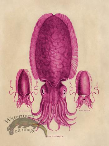 Octopus Pink 04